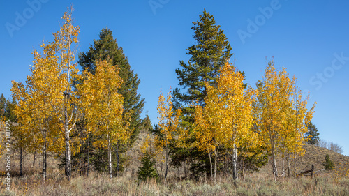 Golden autumn forest. Grand Teton National Park  Wyoming  USA