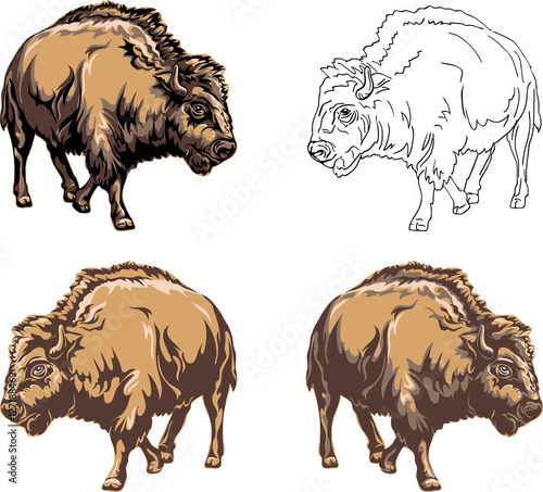 buffalo, color, black, illustration, isolation, figure, silhouette, portrait, various postures of the animal