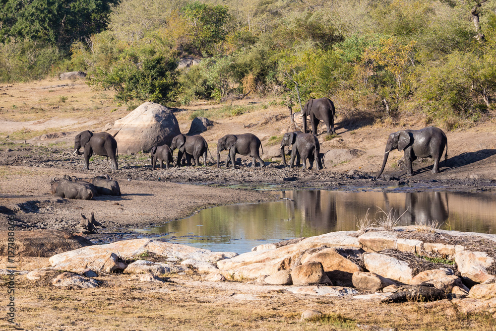 Obraz premium Leaving the Watering Hole - Kruger National Park - South Africa