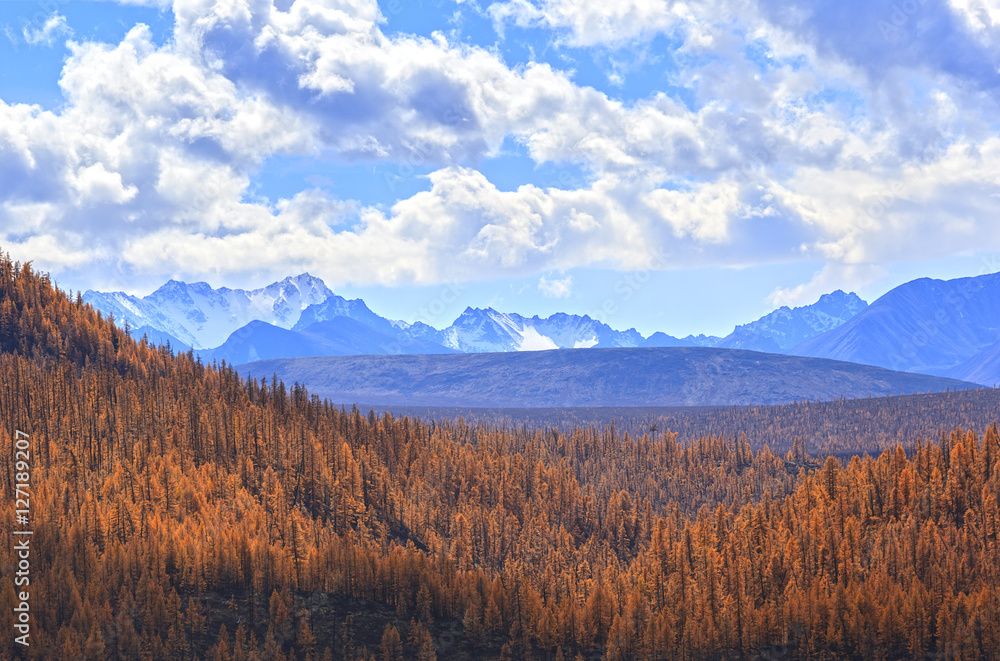 Autumn forest on a background of snow-capped mountains Autumn forest on a background of snow-capped mountains