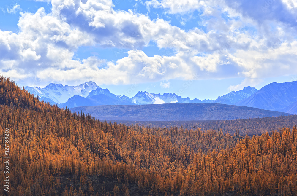 Autumn forest on a background of snow-capped mountains