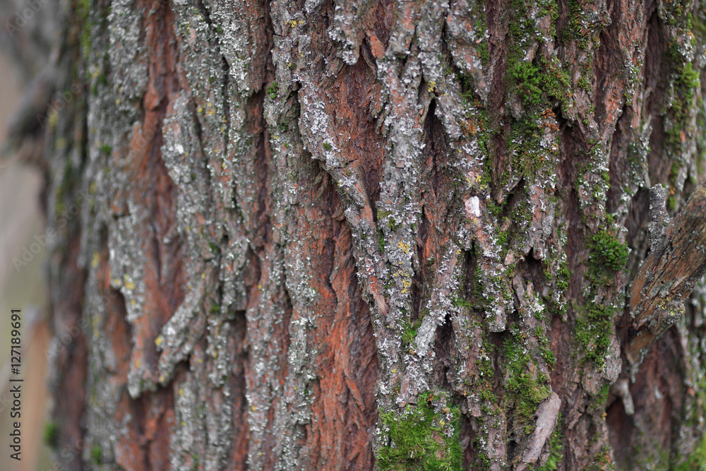 Obraz premium Bark texture background pattern crack old brown for design