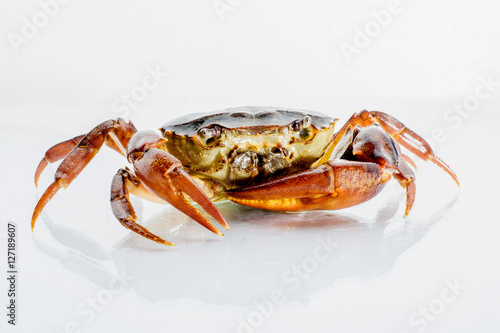 close up Freshwater crabs on White background. Ricefield crab in Thailand.