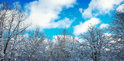 Winter trees on snow.