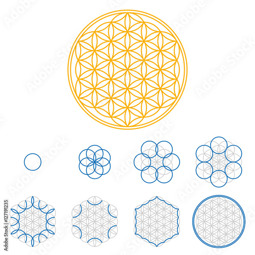 Colored Flower of Life development. An ancient symmetrical symbol, composed of multiple overlapping circles, starting by one single circle, forming a flower like pattern. Sacred geometry illustration.