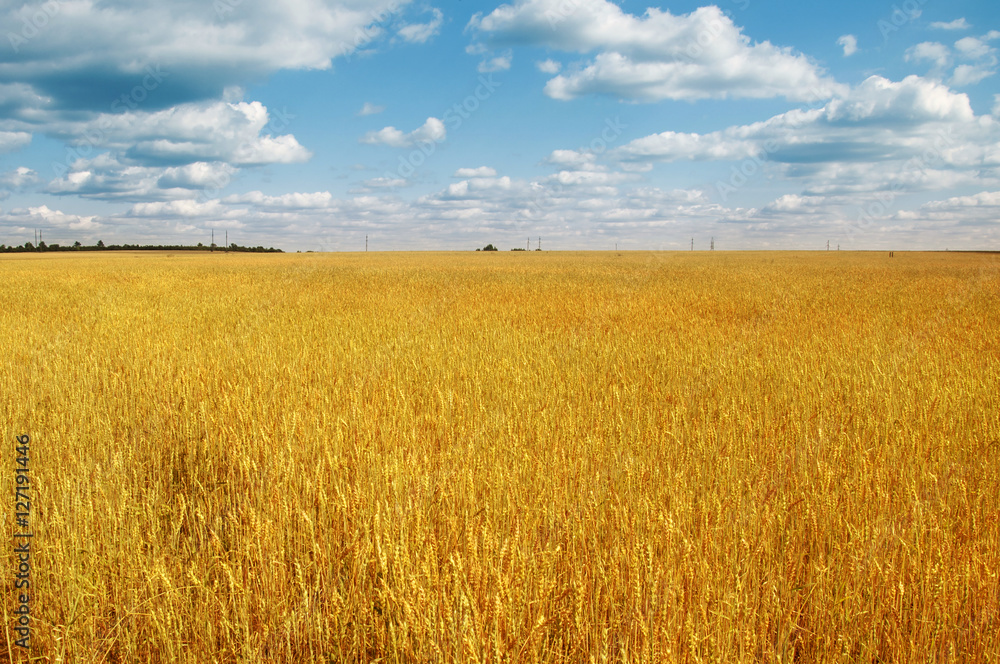 Gold wheat field