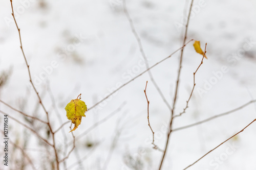yellow autumn leaves hanging alone on a bare branch