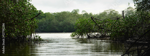 Inside the mangrove, Isla Muisne, Ecuador photo