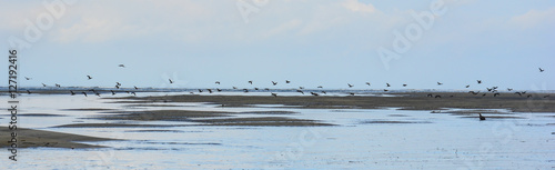 Canvas Print Horizon and birds in mangrove, Isla Muisne, Ecuador