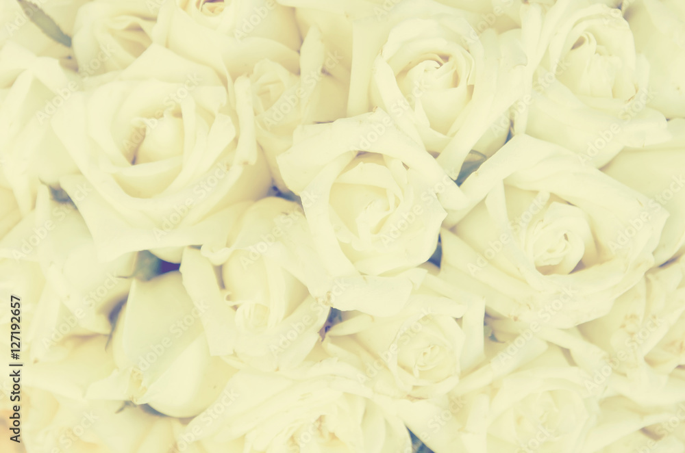 Bunch of white rose Bunch of white rose
