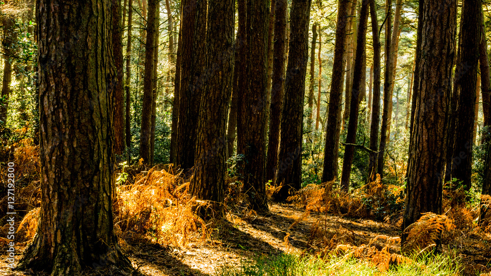 Obraz premium forest conifers uk