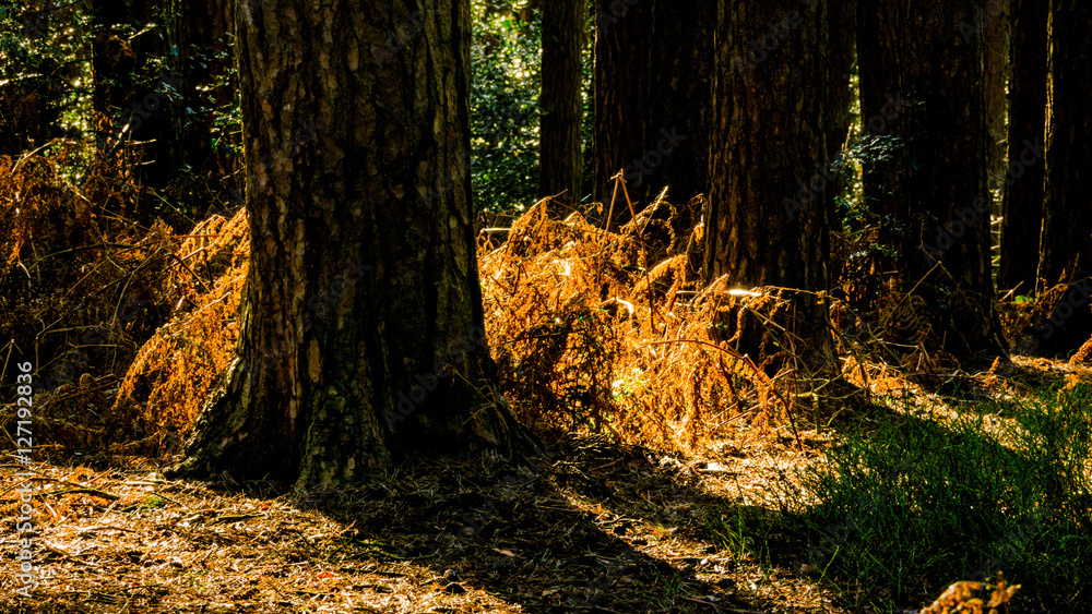 forest conifers uk forest conifers uk