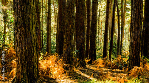 forest conifers uk