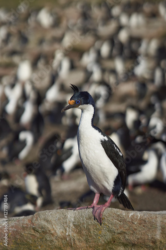 Imperial Shag (Phalacrocorax atriceps albiventer) standing on the edge of a large colony of birds on Saunders Island on the Falkland Islands