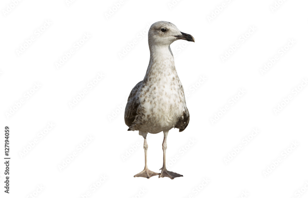 Obraz premium Single seagull on the white background