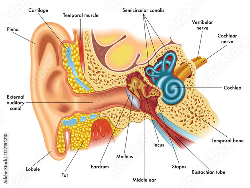 ear anatomy