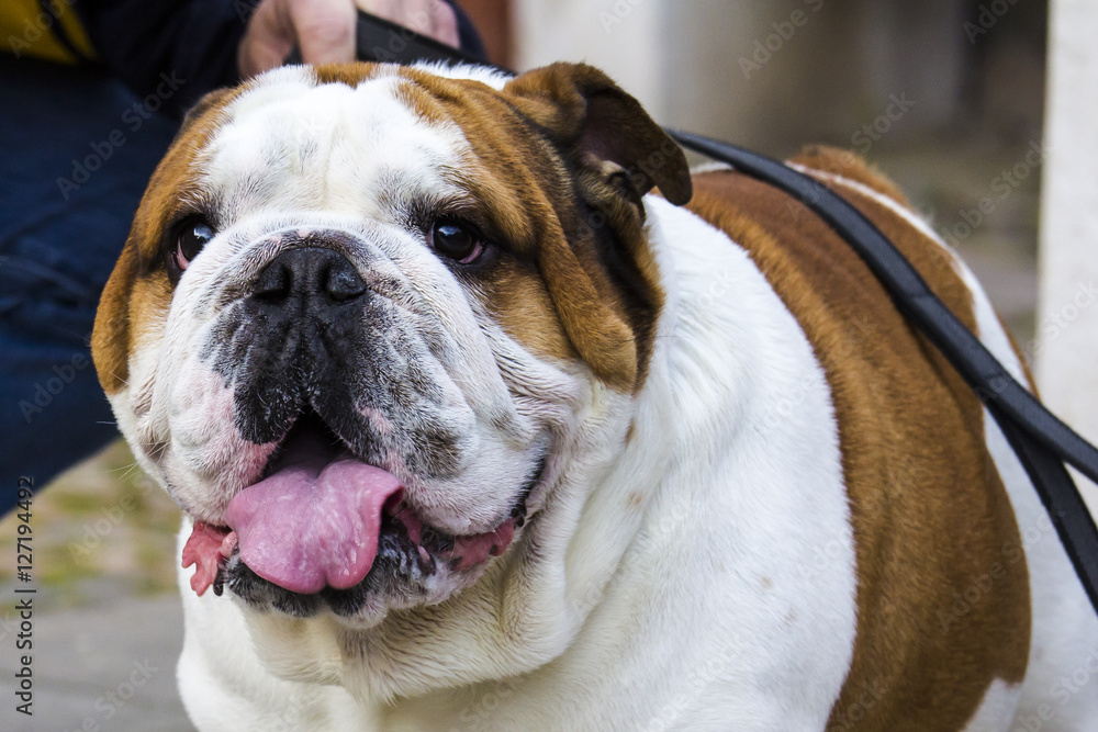 CAGLIARI, ITALIA - 2016 MARZO 6; Sfilata canina CAGLIARI, ITALIA - 2016 MARZO 6; Sfilata canina