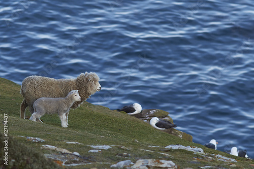 Sheep and lamb grazing close to a rookery of Black-browed Albatross  Thalassarche melanophrys  on the cliffs of Saunders Island in the Falkland Islands.