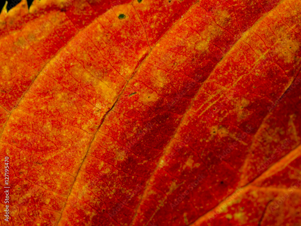 Fototapeta premium lickey hills worcestershire uk