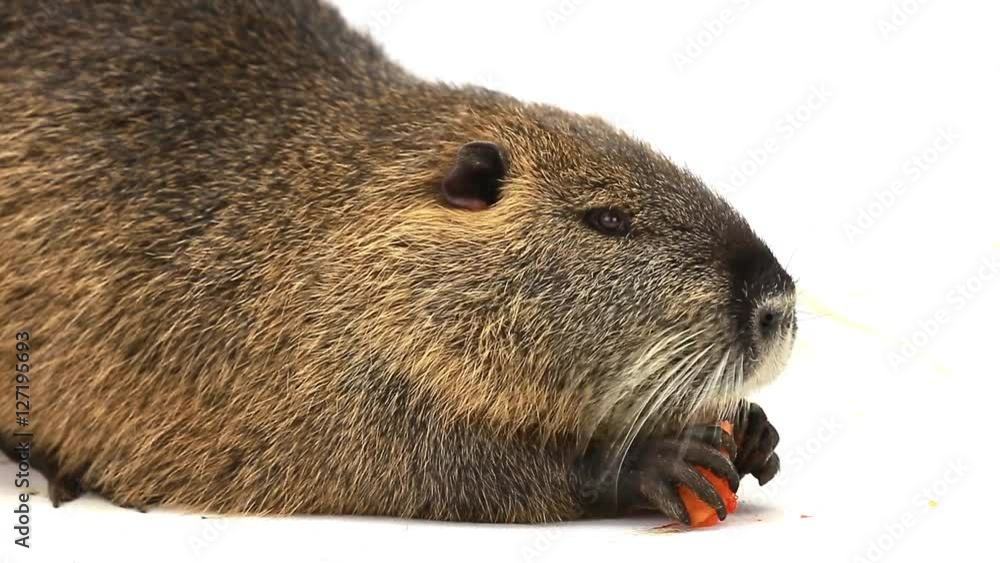 Coypu (Myocastor coypus) aka river rat or nutria mammal animal isolated on a white screen, eats pumpkin Coypu (Myocastor coypus) aka river rat or nutria mammal animal isolated on a white screen, eats pumpkin