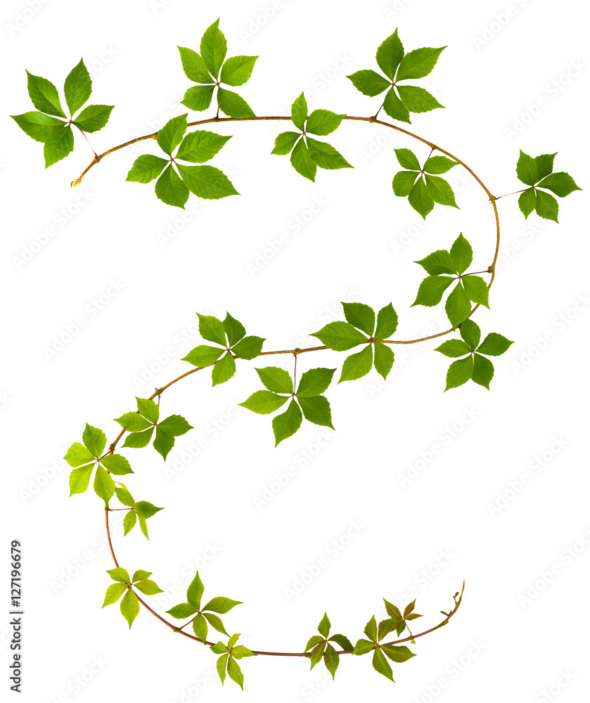 shape of S letter twig wild grape with green leaves on a white background shape of S letter twig wild grape with green leaves on a white background