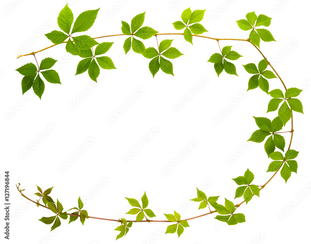 shape of c letter sprig of wild grape with green leaves on a white background