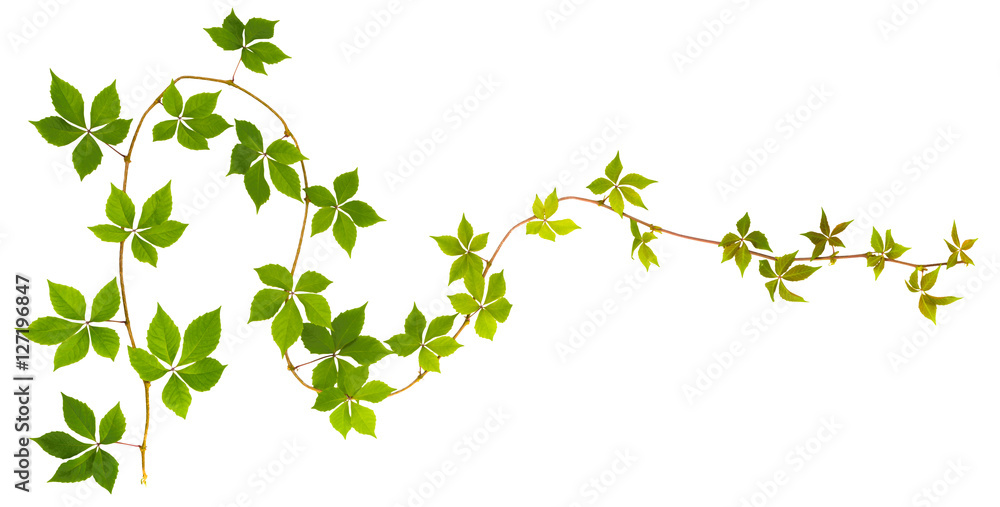 sprigs of wild grape with green leaves on a white background