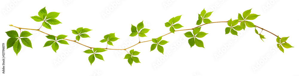 sprigs of wild grape with green leaves on a white background sprigs of wild grape with green leaves on a white background