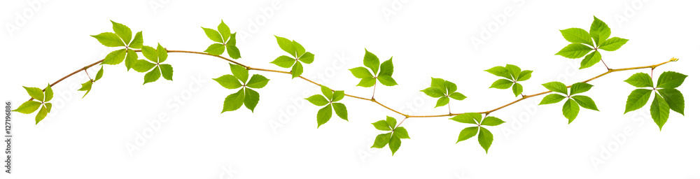 sprigs of wild grape with green leaves on a white background sprigs of wild grape with green leaves on a white background