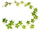 shape of c letter sprig of wild grape with green leaves on a white background