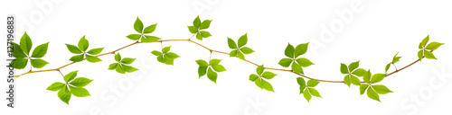 sprigs of wild grape with green leaves on a white background