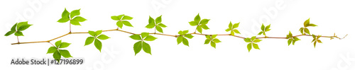 sprigs of wild grape with green leaves on a white background