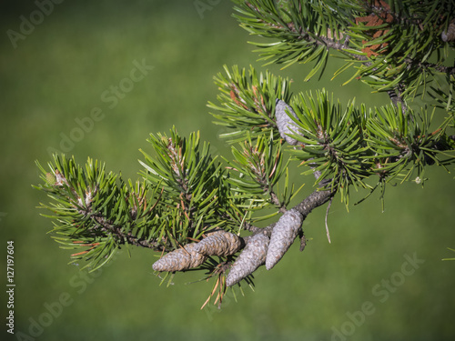 Jack pine branch