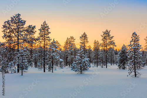 Winter forest at sundown tine, trees and snow