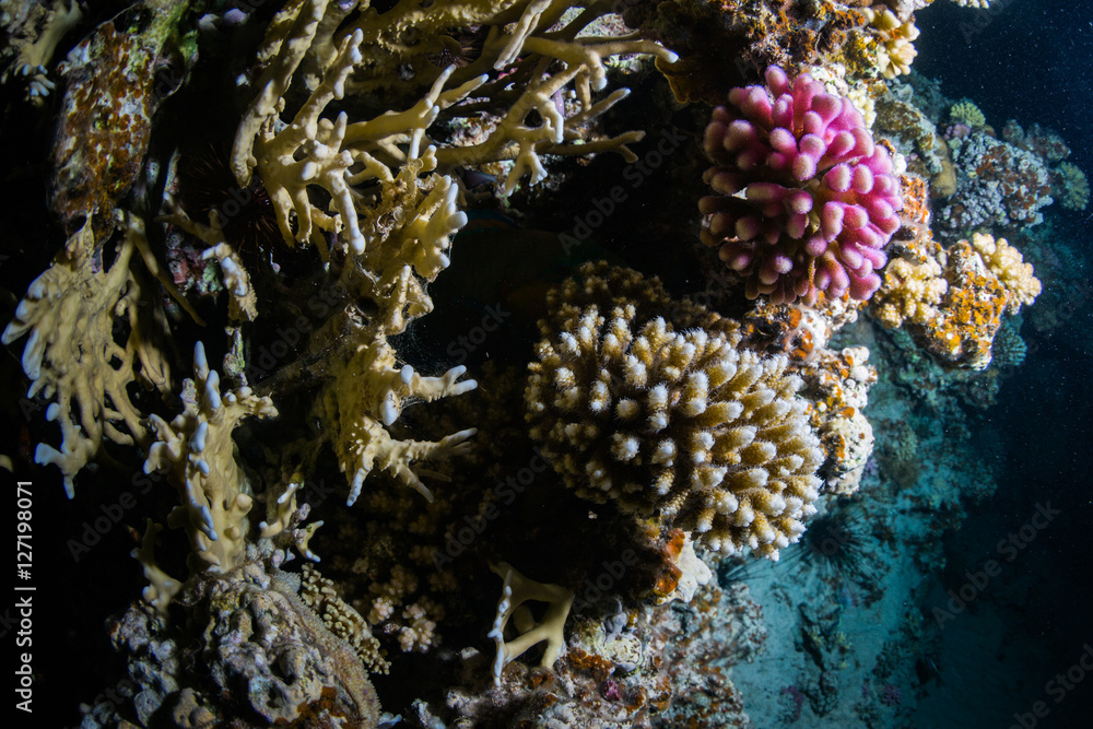 Obraz premium Night coral reef