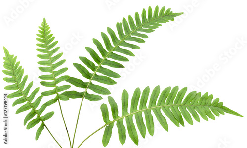 leaf fern isolated on white background in macro lens shooting
