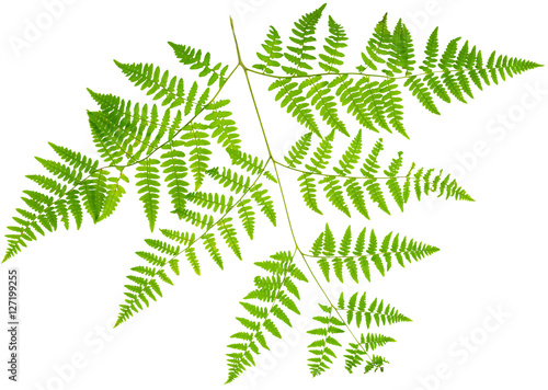 leaf fern isolated on white background in macro lens shooting