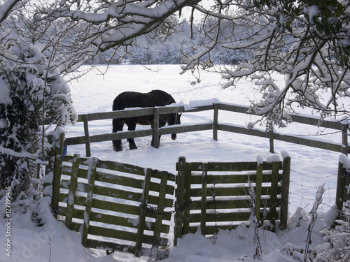 winter landscape photo