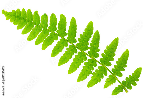 leaf fern isolated on white background in macro lens shooting