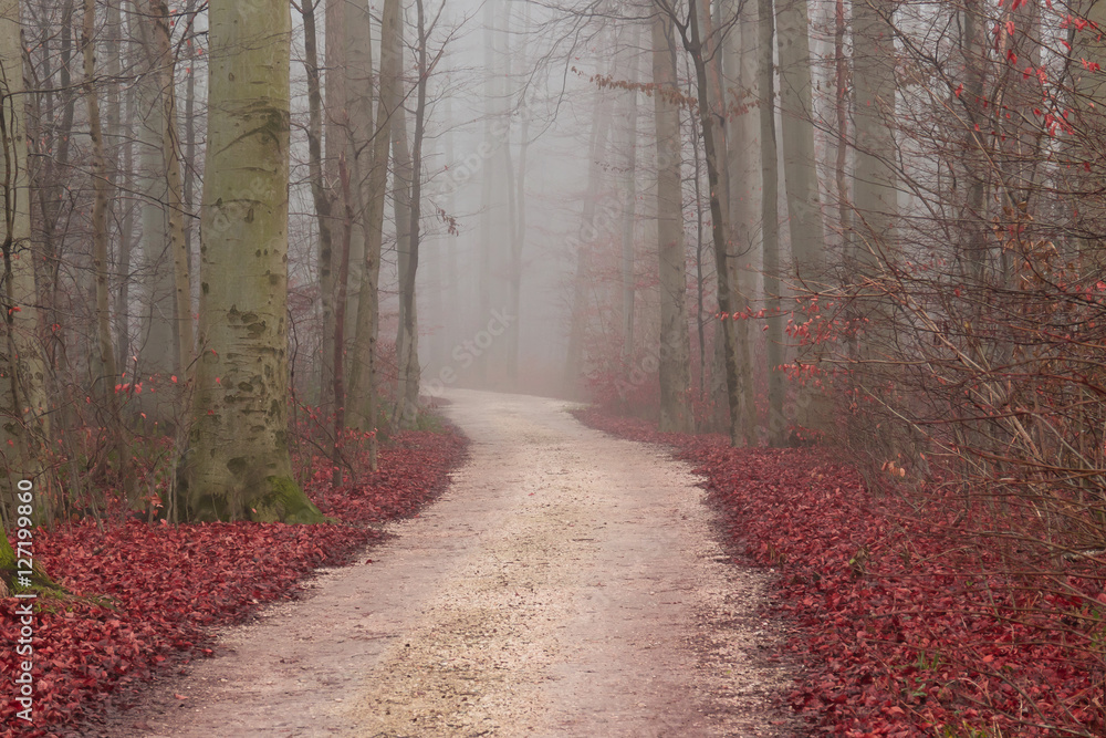 Herbst im Wald, Strasse im Nebel, Bäume und Laub in Herbst-Wett Herbst im Wald, Strasse im Nebel, Bäume und Laub in Herbst-Wett