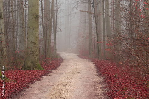 Herbst im Wald, Strasse im Nebel, Bäume und Laub in Herbst-Wett