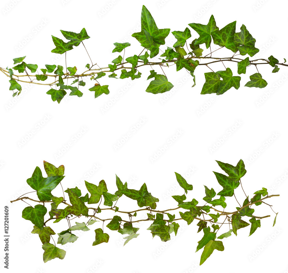 sprig of ivy with green leaves isolated on a white background sprig of ivy with green leaves isolated on a white background