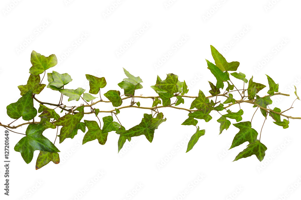 sprig of ivy with green leaves isolated on a white background sprig of ivy with green leaves isolated on a white background