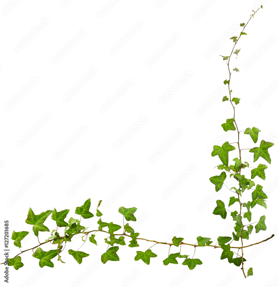 sprig of ivy with green leaves isolated on a white background sprig of ivy with green leaves isolated on a white background