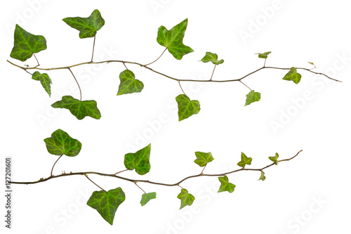 sprig of ivy with green leaves isolated on a white background