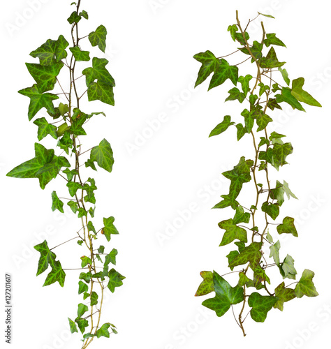 sprig of ivy with green leaves isolated on a white background