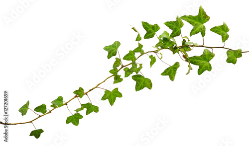 sprig of ivy with green leaves isolated on a white background