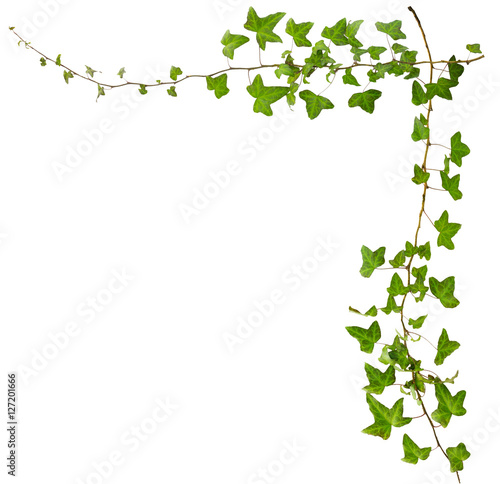 sprig of ivy with green leaves isolated on a white background