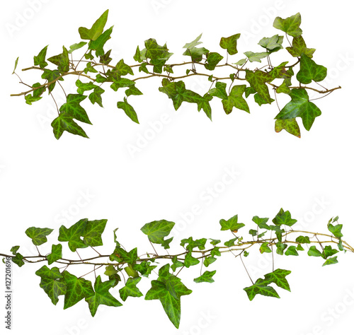 sprig of ivy with green leaves isolated on a white background