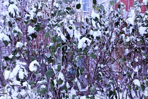 Green leaves in snow